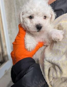 süßer Welpenjunge 20 M - Kallmünz