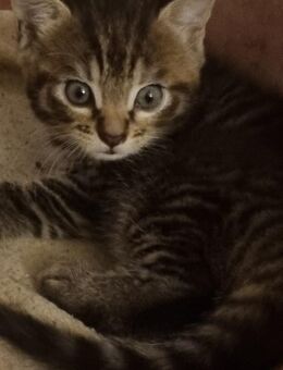 Katze weiblich getigert - Itzehoe