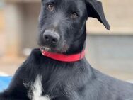 Lala -aktive Podenco-Labrador-Mix Hündin - Bad Camberg