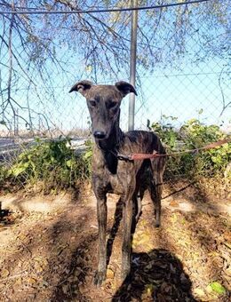 Copla - Geilenkirchen