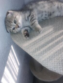 BKH Kitten - Lahr (Schwarzwald)