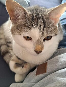 Katze 1 Jahr alt - Maisach