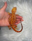 Bartagame Männchen Red Hypo High Blue Tiger in 36088