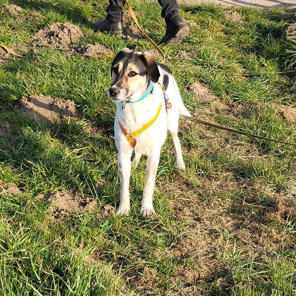 Hübsche Bella sucht ein Zuhause bei tierlieben Menschen - Voerde (Niederrhein) Zentrum