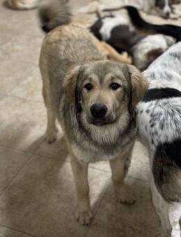 Pufos sucht sein Glück - Celle