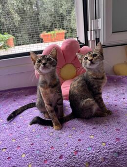 Wilma & Wendy suchen für-immer-Zuhause - Walluf