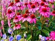 SUCHE WOHNUNG MIT EIGENEM GARTEN - Aschaffenburg