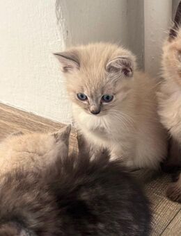 ✨ Vier Baby-Kitten suchen ein liebevolles Zuhause ✨ - Neumünster