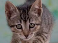 Chantal, ein verspieltes Katzenkind - Brunstorf