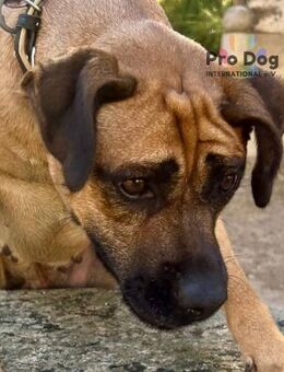 Cardiguinja - Talkau