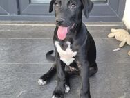 NERO - aufgeweckter Bub sucht Familie - Erfurt
