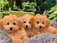 Zwergpudel - Bichon Frisé Mix (Bichpoo Welpen) - Landau (Pfalz)