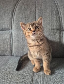 BKH 2 Kitten übrig - Hörstel
