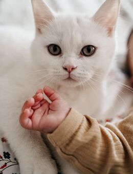 Weiße Britisch-Kurzhaar Kitten - Heilbronn