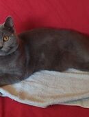 Deckkater BKH Farbe Blue mit Erfahrung (Kein Verkauf!) in 02747