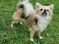 Chihuahua Deckrüde! - Dingolfing