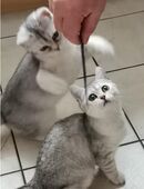 Zwei Bkh Kitten in 48268