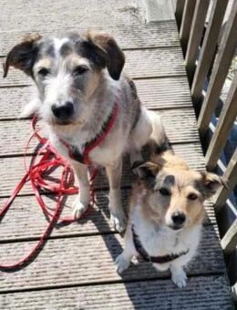 Holli & Pepper in 64711 Erbach Odenwald - Hamburg