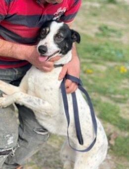 Anhängliche - DELIA - sucht Zuhause..... - Kempen