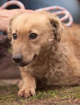 Sisa von kettenlos - Bollingstedt