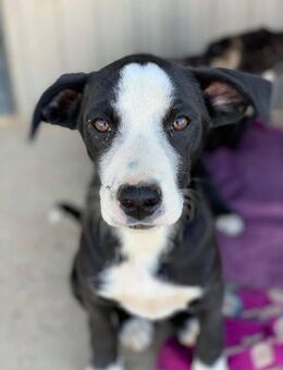 Negan möchte geliebt werden - Celle