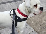 Boxer rüde Samurai - Menden (Sauerland)