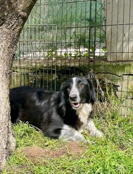 GIGLIOLA🍀🍀🍀sucht einfühlsame Menschen - Herxheim (Landau)