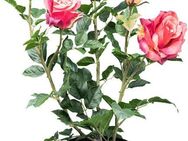 Kunstblume Rosenbusch Rose, Creativ green, Höhe 58 cm, mit 3 Blüten und 2 Knospen
