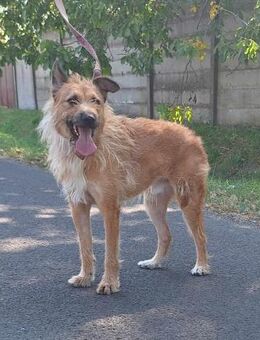 Figaro ist sehr lieb und anhänglich ! - Dortmund