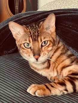 Kater Freddy sucht ein neues, tolles Zuhause - Dresden