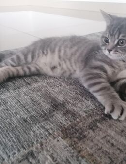 BKH Kitten - Ehingen (Donau)