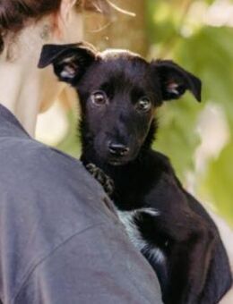 Zauberhafter Welpe Iago - Kallmünz