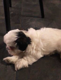 Shih tzu Malteser Welpen - Jüchen