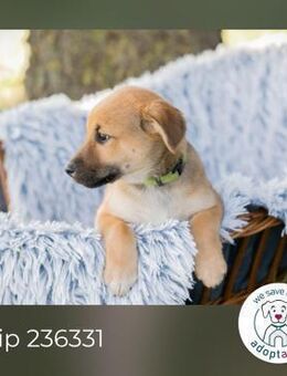 Chip 236331: Hundekind sucht ein Zuhause - Kirchzell