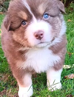 Australian-Shepherd-Welpen mit Gesundheitszeugniss und zertifizierter Augenuntersuchung - Beilstein Zentrum