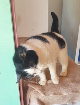 Frida sucht ihr Zuhause - Oberhausen (Rheinland-Pfalz)
