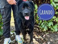 Grando ein großer Hund mit großem Herz - Mannheim