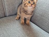 Bkh Kitten - Hörstel