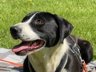 Dora wünscht sich ein Zuhause - Neuss
