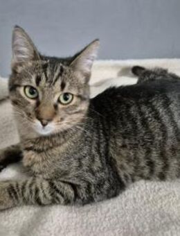 Kater 222841 sucht sein neues Zuhause - Köln