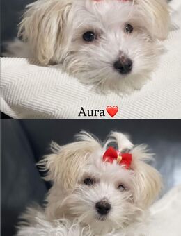 Malteser Bichon - Stuttgart