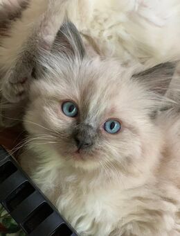 Reinrassige typvolle Ragdoll Kitten Familienkatzen - Siegen (Universitätsstadt)