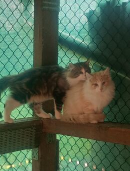 Norwegische Waldkatze Kitten abzugeben! - Frauenstein Zentrum