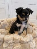 Chihuahua Welpe Rüde reinrassig Black Tricolor sucht absofort liebevolles Zuhause in 06628