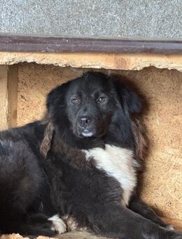Dragos - der tapfere Vater 🐾 - Elsdorf (Nordrhein-Westfalen)