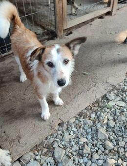 SINA - Alterswohnsitz gesucht - Konstanz