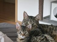 Katze und Kater in liebevolle Hände zu übergeben - Brachttal