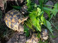 Griechische Landschildkröten aus eigener Zucht zu verkaufen - Niederkassel