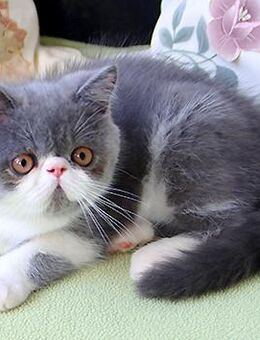 Kurzhaar-Perser-Kitten (Exotic Shorthair) mit Stammbaum - Sülstorf