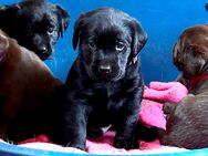 ABRAXAS Labrador Retriever Welpe lackschwarz reinrassig -noch 1- - Grabenstätt